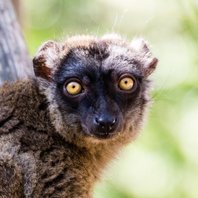 Brown lemur - De Zonnegloed - Animal park - Animal refuge centre 